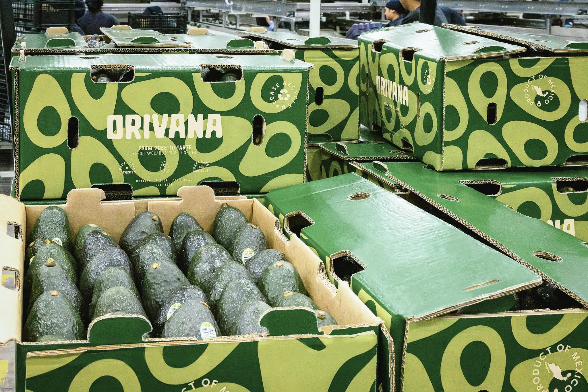 ORIVANA avocado boxes at the packing house, one of them open with the fruit in view