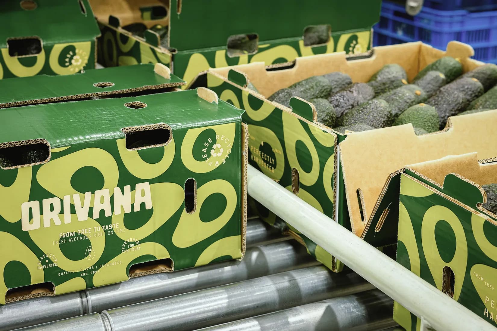 ORIVANA avocado boxes moving along the packing house conveyor