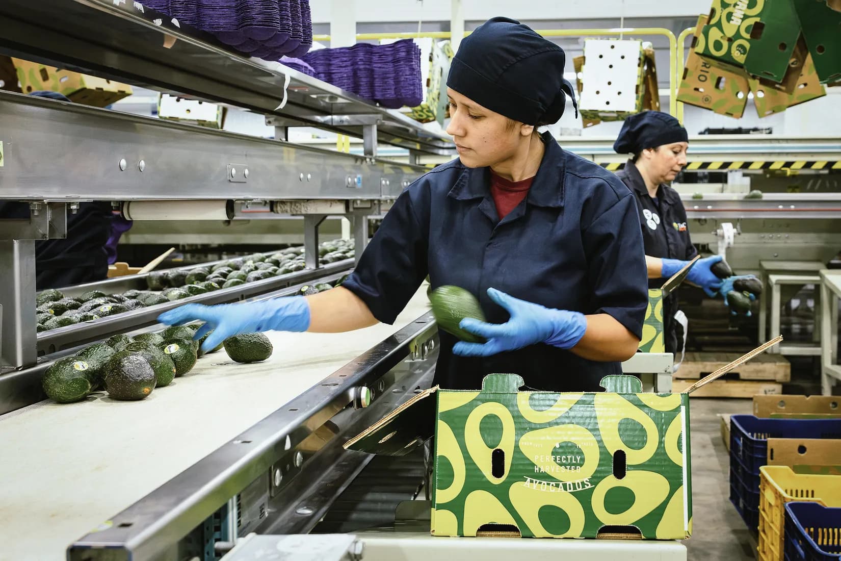 Packing house worker inspecting an avocado on the sorting line